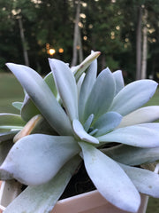 Huge Echeveria White Lotus Double heads. Imported succulents. Photos taken 9-6-23