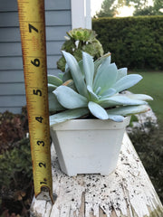 Huge Echeveria White Lotus Double heads. Imported succulents. Photos taken 9-6-23