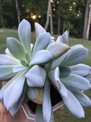 Huge Echeveria White Lotus Double heads. Imported succulents. Photos taken 9-6-23