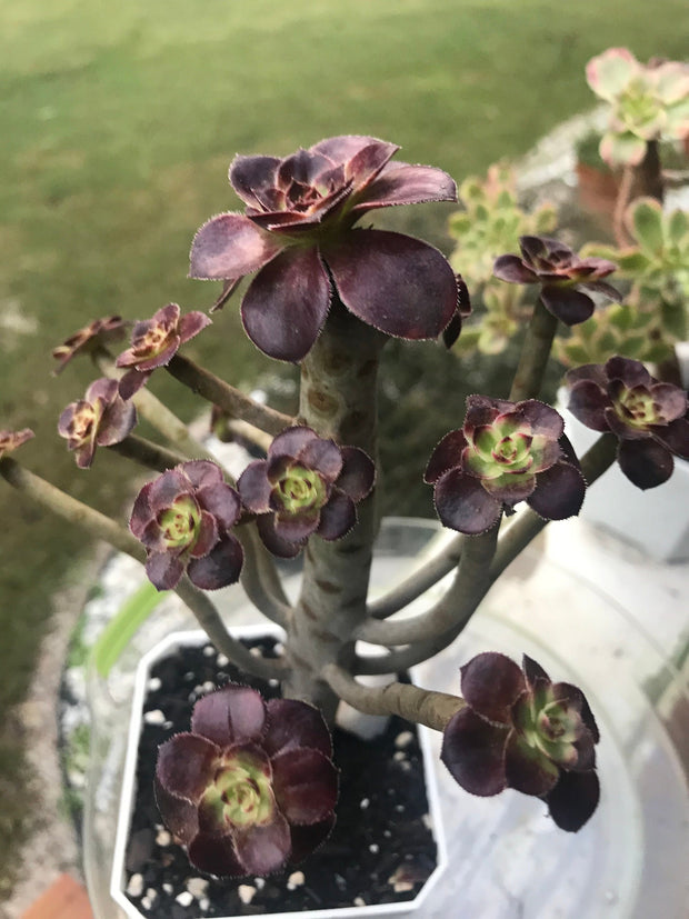 Aeonium Chanelle cluster tree. Photos taken 9-25-23. Rare Aeonium