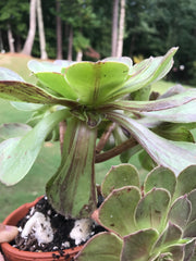 Aeonium Big Bang cluster tree. Super rare. Photos taken 9-12-23. Rare Aeonium