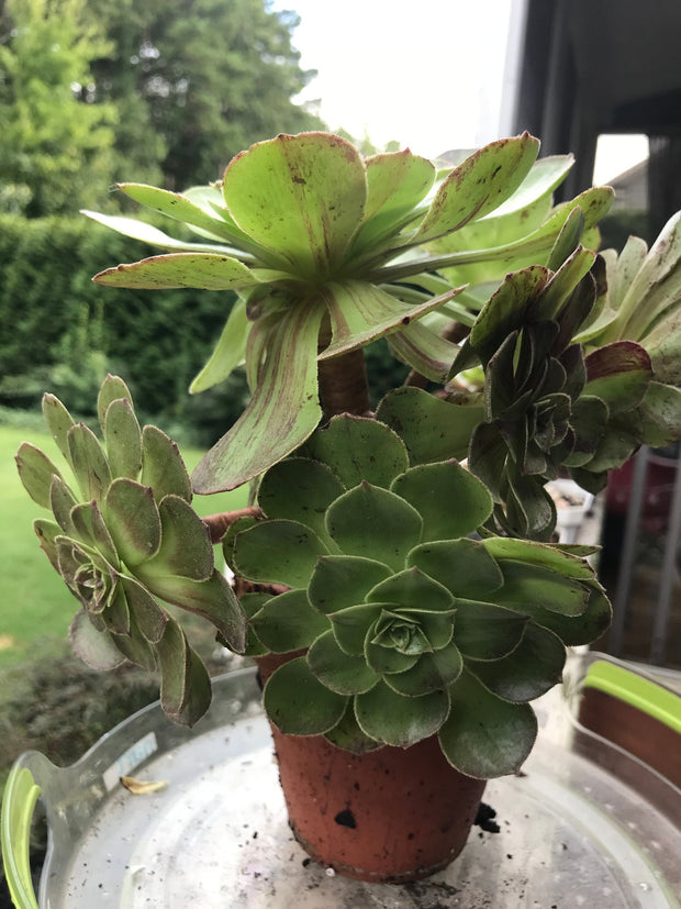 Aeonium Big Bang cluster tree. Super rare. Photos taken 9-12-23. Rare Aeonium