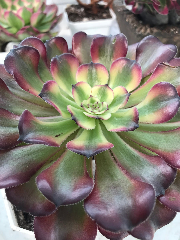 Aeonium Hongyan. Photos taken 9-28-23. Rare Aeonium