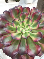 Aeonium Hongyan. Photos taken 9-28-23. Rare Aeonium