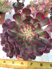 Aeonium Large White Zwartkop cluster tree. Photos taken 9-28-23. Rare Aeonium