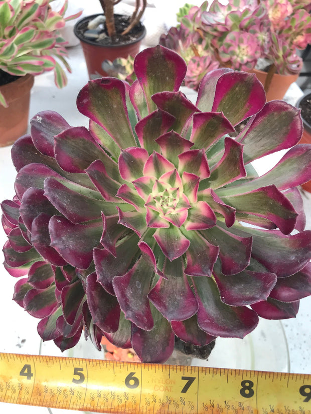 Aeonium Large White Zwartkop cluster tree. Photos taken 9-28-23. Rare Aeonium