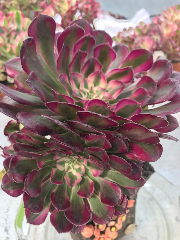 Aeonium Large White Zwartkop cluster tree. Photos taken 9-28-23. Rare Aeonium