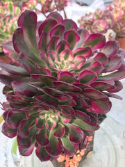 Aeonium Large White Zwartkop cluster tree. Photos taken 9-28-23. Rare Aeonium