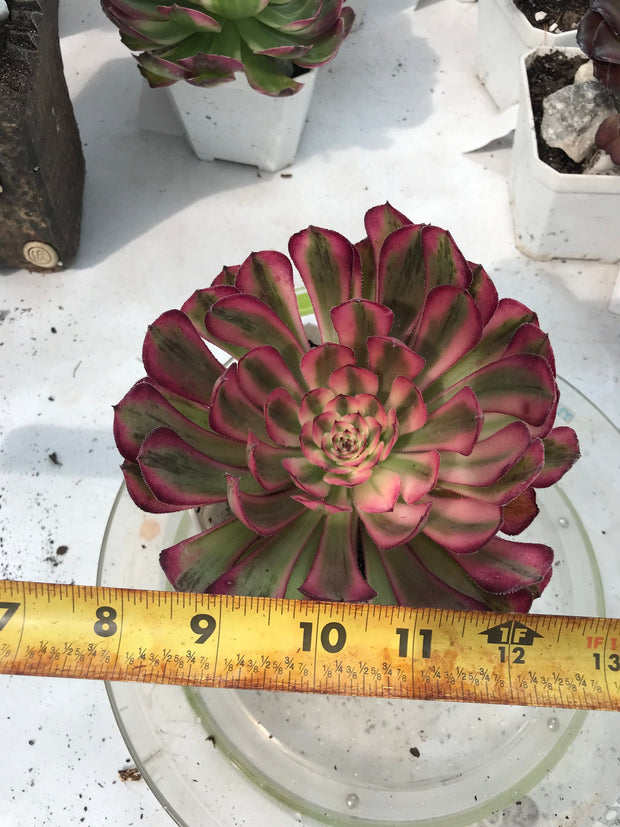 Aeonium Pure Moon Light. Photos taken 9-28-23. Rare Aeonium