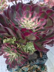 Aeonium White Copper Vase cluster tree. Photos taken 9-28-23. Rare Aeonium