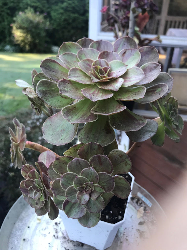 Aeonium Big Bang cluster tree. Photos taken 9-16-23. Rare Aeonium