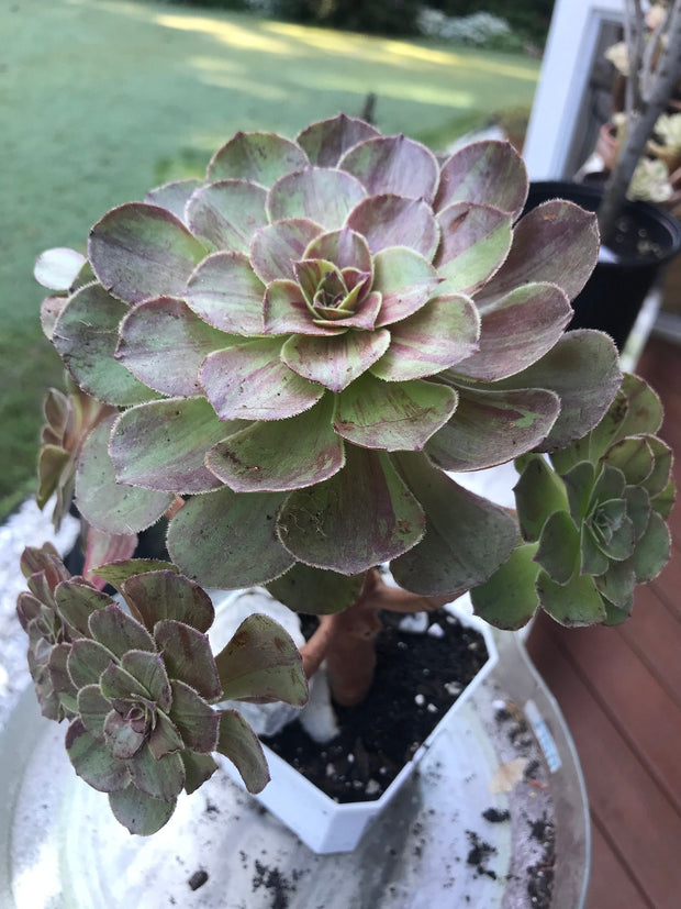 Aeonium Big Bang cluster tree. Photos taken 9-16-23. Rare Aeonium