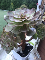 Aeonium Big Bang cluster tree. Photos taken 9-16-23. Rare Aeonium