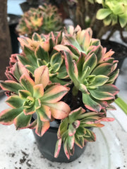 Aeonium sweet tea cluster. Photos taken 9-29-23. Rare Aeonium