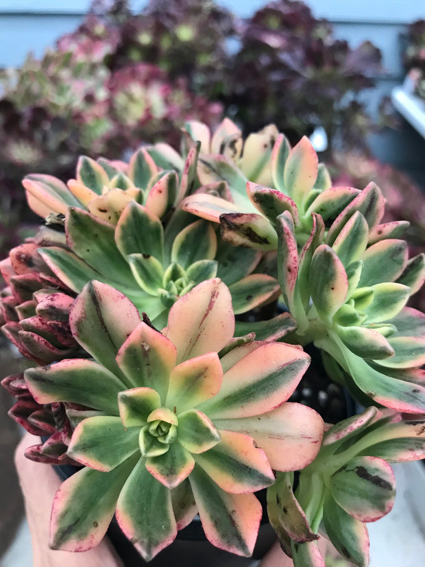 Aeonium sweet tea cluster. Photos taken 9-29-23. Rare Aeonium