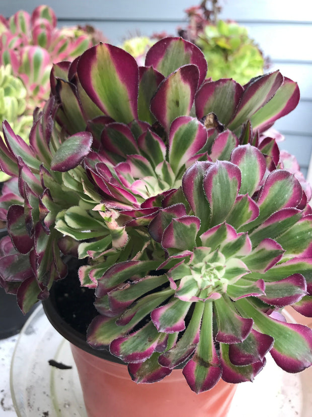 Aeonium White Copper Vase cluster tree. Photos taken 9-29-23. Rare Aeonium