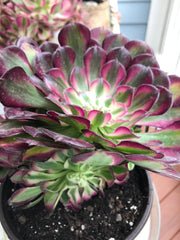 Aeonium White Copper Vase cluster tree. Photos taken 9-29-23. Rare Aeonium