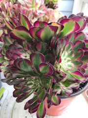 Aeonium White Copper Vase cluster tree. Photos taken 9-29-23. Rare Aeonium