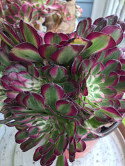 Aeonium White Copper Vase cluster tree. Photos taken 9-29-23. Rare Aeonium