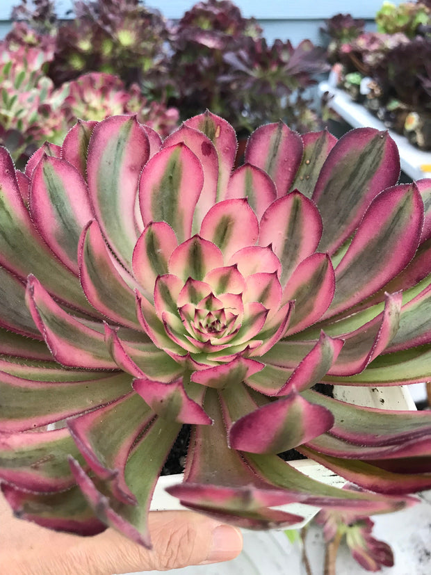 Aeonium Pure Moon Light. Photos taken 9-29-23. Rare Aeonium