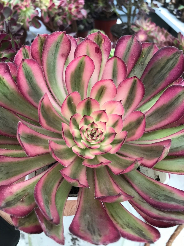 Aeonium Pure Moon Light. Photos taken 9-29-23. Rare Aeonium