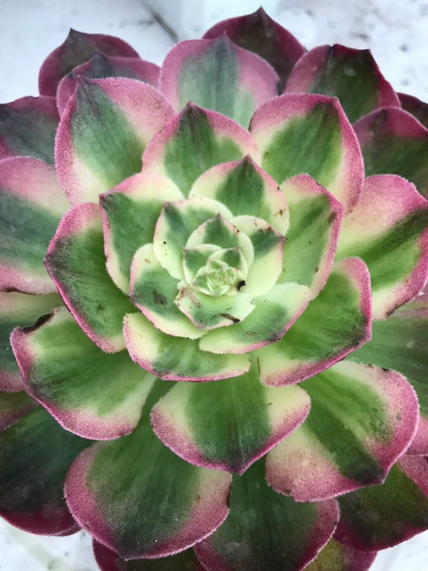 Aeonium Neptune. New variety. Photos taken 9-29-23. Rare Aeonium