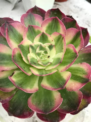 Aeonium Neptune. New variety. Photos taken 9-29-23. Rare Aeonium