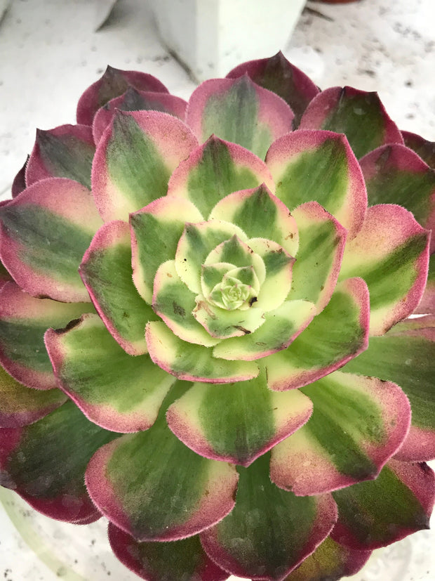 Aeonium Neptune. New variety. Photos taken 9-29-23. Rare Aeonium