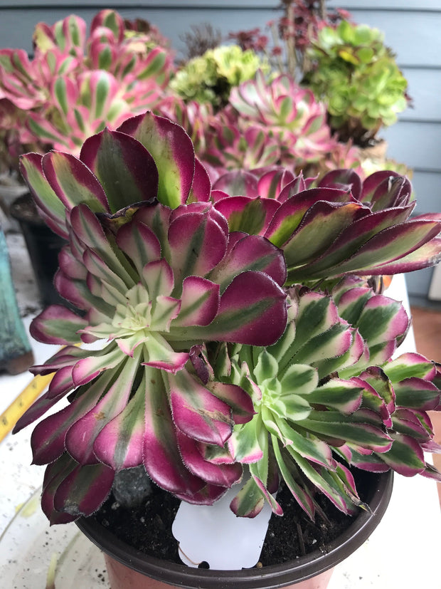 Aeonium White Copper Vase cluster tree. Photos taken 9-30-23. Rare Aeonium