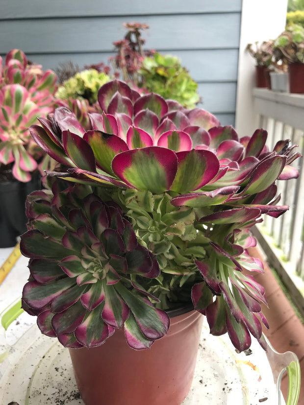 Aeonium White Copper Vase cluster tree. Photos taken 9-30-23. Rare Aeonium