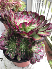 Aeonium White Copper Vase cluster tree. Photos taken 9-30-23. Rare Aeonium