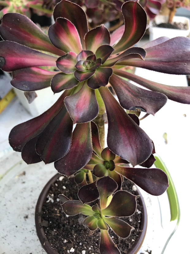 Aeonium Sunset glow.  Photos taken 9-29-23. Rare Aeonium