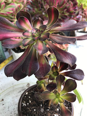 Aeonium Sunset glow.  Photos taken 9-29-23. Rare Aeonium