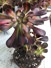 Aeonium Sunset glow.  Photos taken 9-29-23. Rare Aeonium