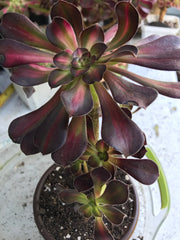 Aeonium Sunset glow.  Photos taken 9-29-23. Rare Aeonium