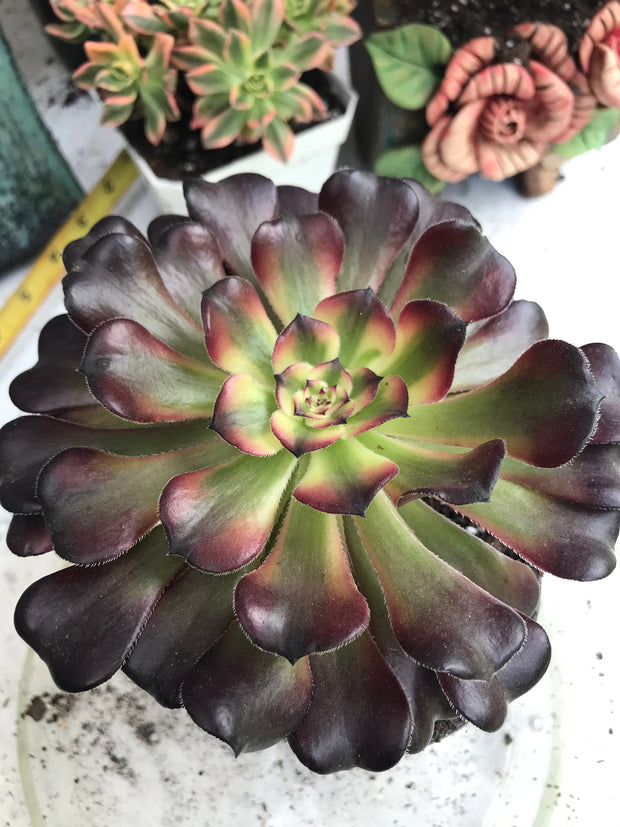 Aeonium Hongyan. Photos taken 9-29-23. Rare Aeonium