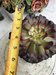 Aeonium Hongyan. Photos taken 9-29-23. Rare Aeonium