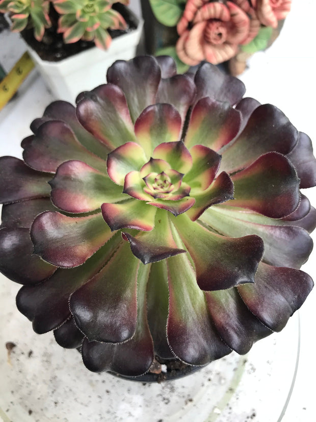 Aeonium Hongyan. Photos taken 9-29-23. Rare Aeonium