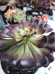 Aeonium Hongyan. Photos taken 9-29-23. Rare Aeonium