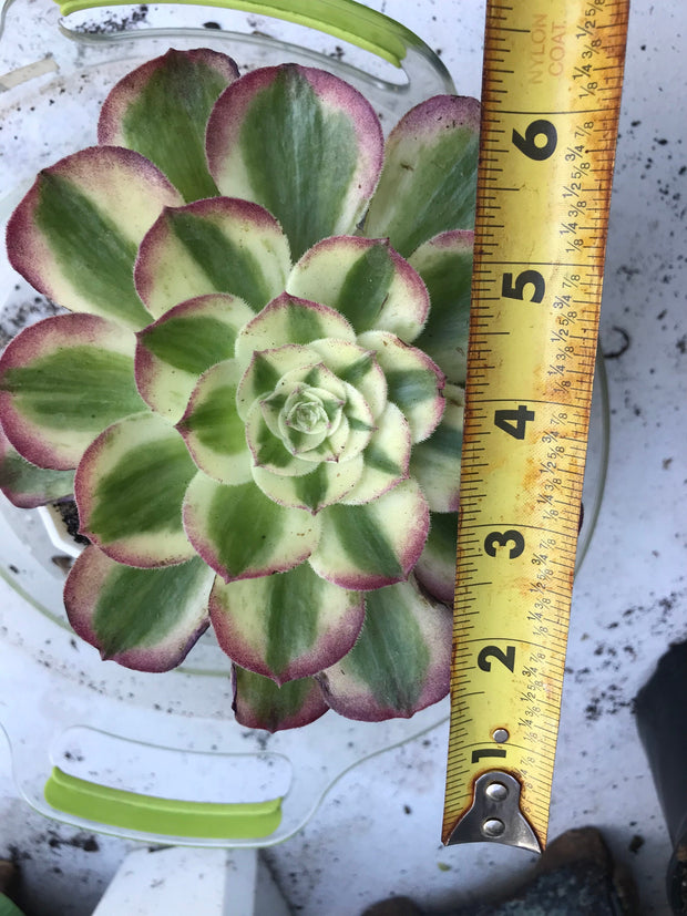 Aeonium Allure. Photos taken 9-29-23. Rare Aeonium