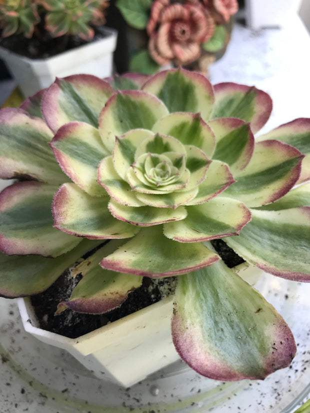 Aeonium Allure. Photos taken 9-29-23. Rare Aeonium