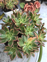 Aeonium sweet tea cluster. Photos taken 9-28-23. Rare Aeonium