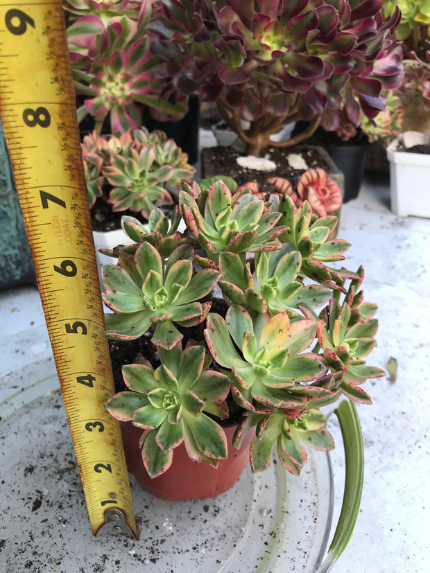 Aeonium sweet tea cluster. Photos taken 9-28-23. Rare Aeonium