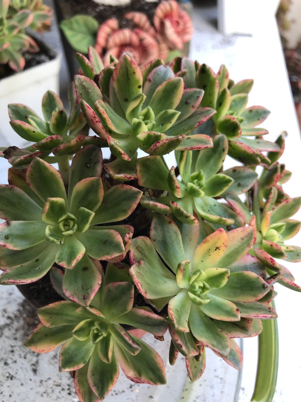 Aeonium sweet tea cluster. Photos taken 9-28-23. Rare Aeonium