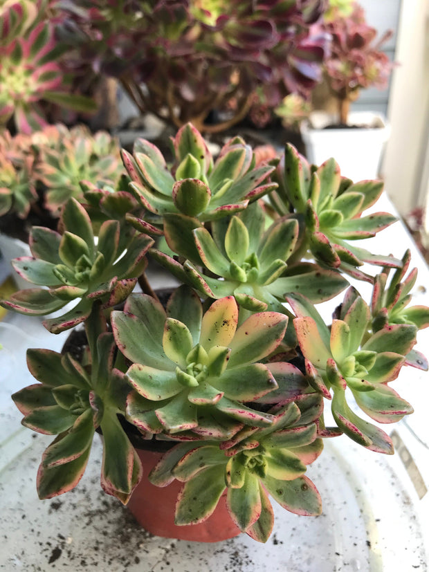 Aeonium sweet tea cluster. Photos taken 9-28-23. Rare Aeonium