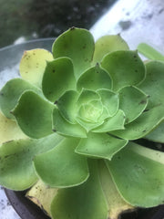 Aeonium Green Rose. Photos taken 10-1-23. Rare Aeonium