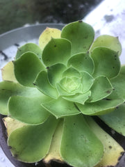 Aeonium Green Rose. Photos taken 10-1-23. Rare Aeonium