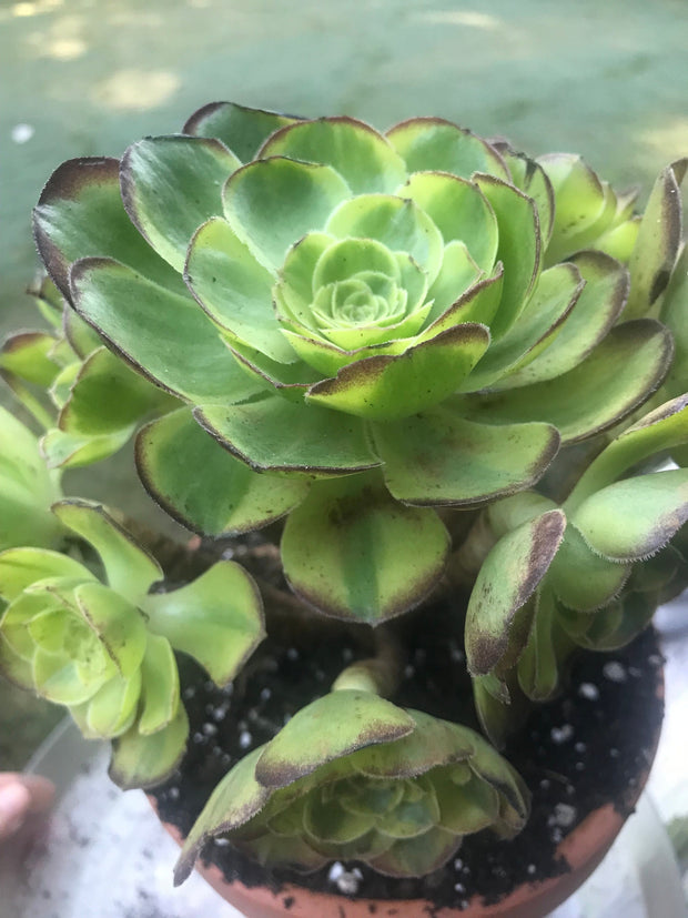 Aeonium 2024 Halloween Cluster