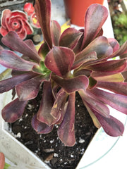 Aeonium White Murphy mutant. Photos taken 10-1-23. Rare Aeonium