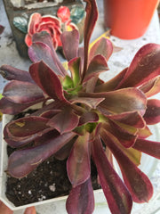 Aeonium White Murphy mutant. Photos taken 10-1-23. Rare Aeonium